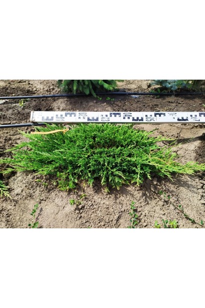 Ялівець сланкМожжевельник стелющийся Принц Уэльский диаметр кроны 50-70 смий Принц Уельський діаметр крони 50-70 см